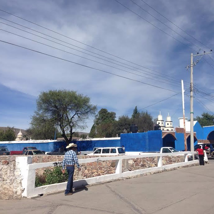 cactus no text no square