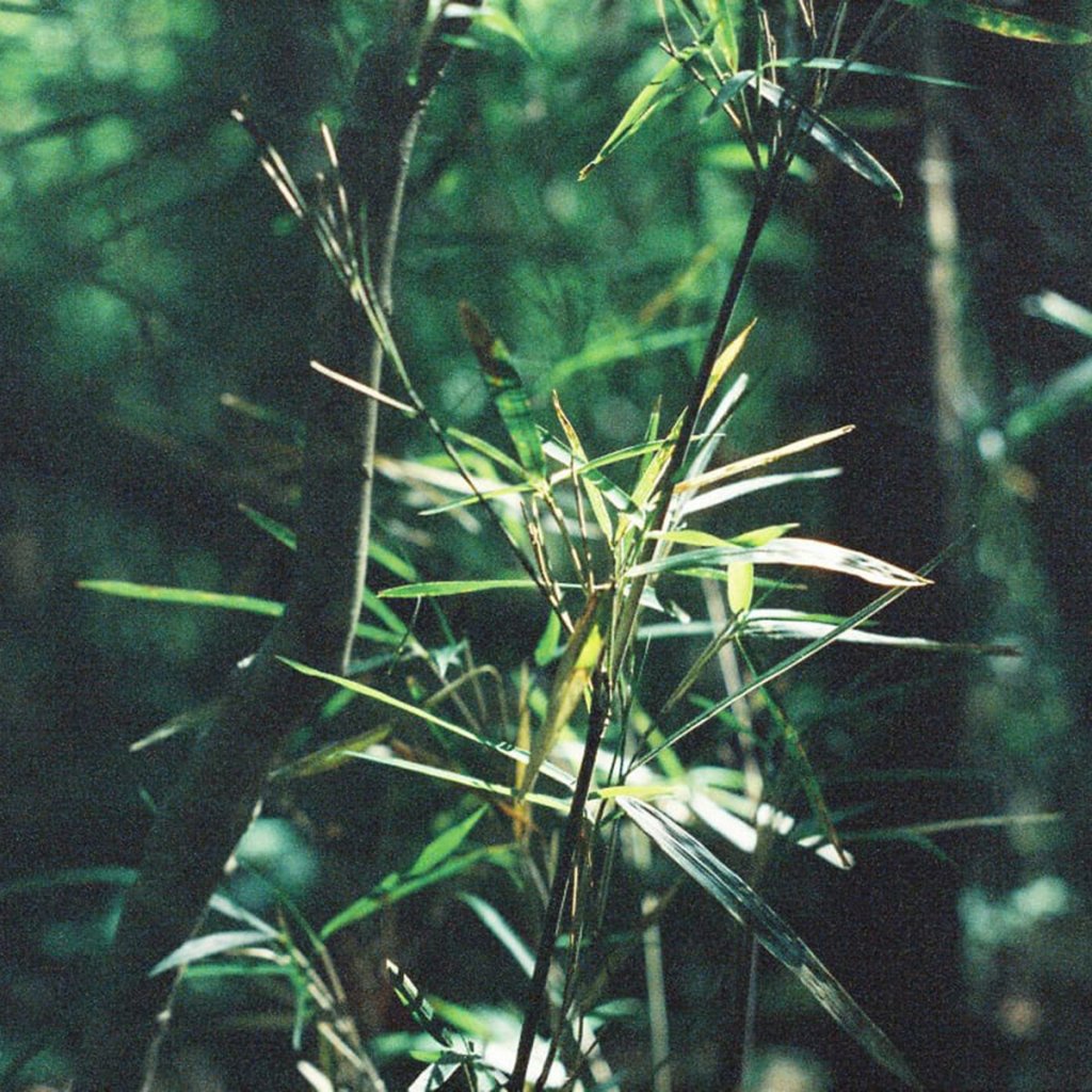 Hachiku (2024) – Sound meditation with naturally tuned bamboo&nbsp;pipes