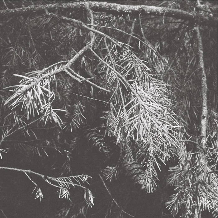 Old Pine (2025) – Duo with 23-limit&nbsp;strings