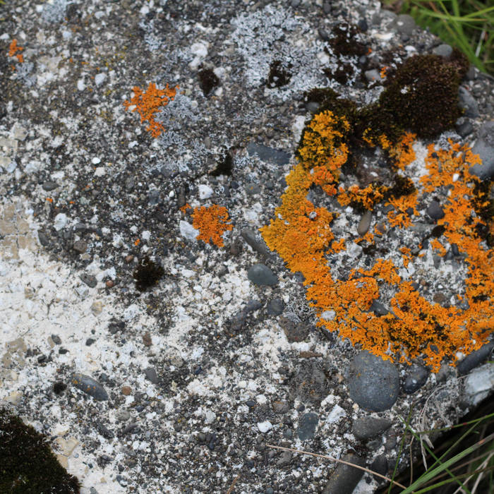 Je ne serai pas sauvée (2018) – poésie française et design sonore expérimental&nbsp;superposé