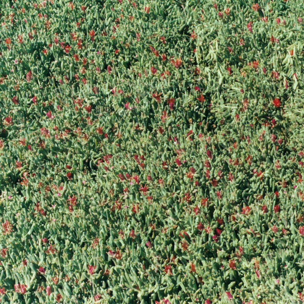 Floral microtonal (2026-ongoing) – Small acoustic piano with organic material&nbsp;interventions